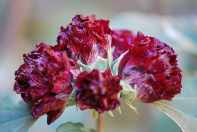 Hibiscus syriacus 'Purpurescens Variegatus' - ibišek syrský 'Purpurescens Variegatus' -květy